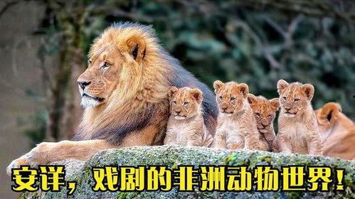 动物世界高清在线观看,探索自然奇观